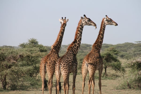 Giraffe-potential-social-size-example-1024x683